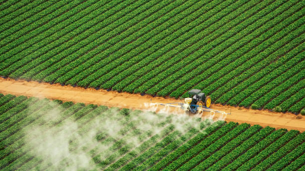 Best Local Pest Control Services  in Buchanan, GA