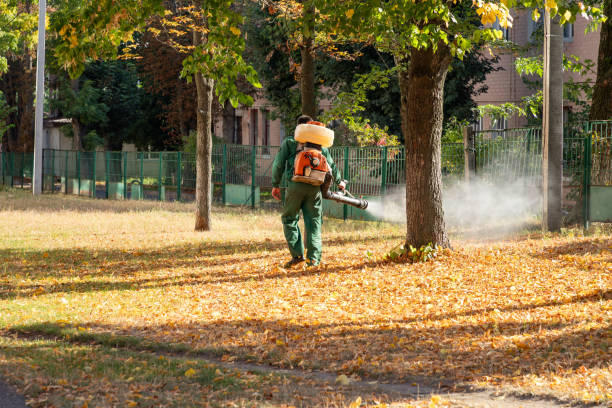 Insect Control in Buchanan, GA