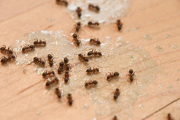 Trusted Buchanan, GA Pest Control Experts