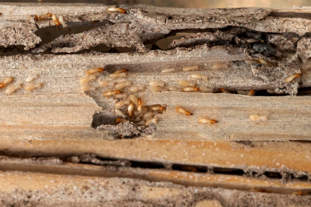 Spider Control Near Me in Buchanan, GA